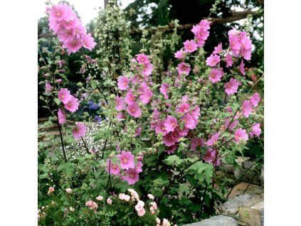 lavatera1