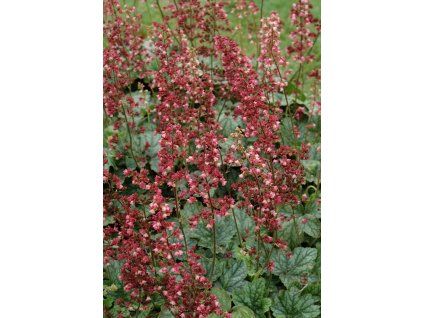heuchera berry timeless