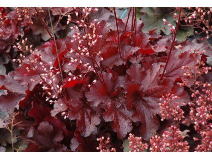 heuchera forever red