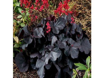 Heuchera Black Forest Cake