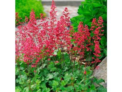 Heuchera Paris