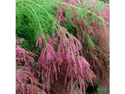 Tamarix ramosissima Rubra