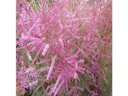 tamarix ramosissima pink cascade