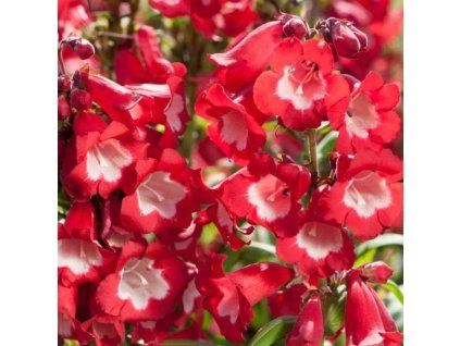 penstemon phoenix red