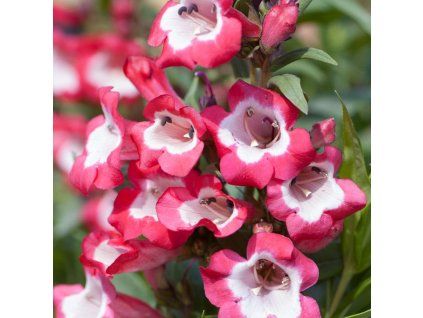 penstemon rose