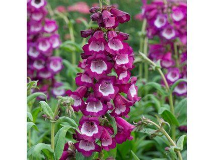penstemon violet