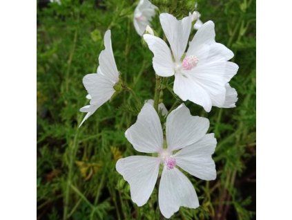 Lavatera White Angel