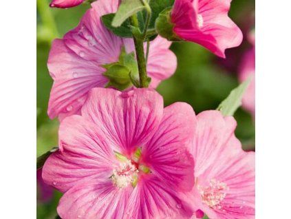 lavatera clementii burgundy