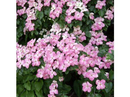 Cornus kousa Satomi