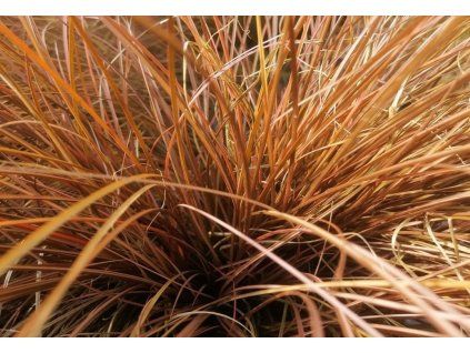 carex comans milk chocolat