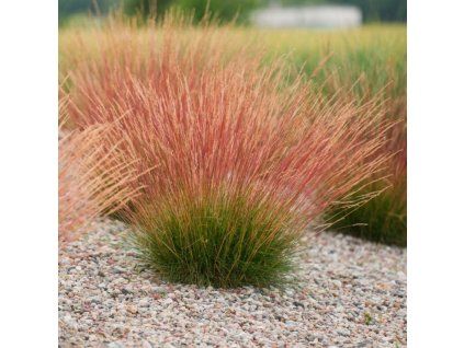 festuca sunrice1
