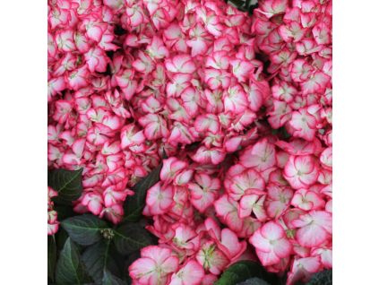 Hydrangea Beauty of Boskoop