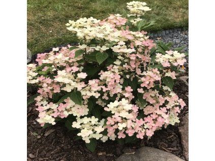 hydrangea switch ophelia