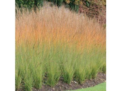 Molinia cae. Heidebraut