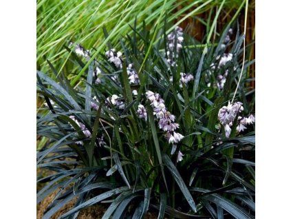 Ophiopogon pla. Niger