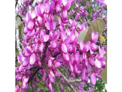 cercis