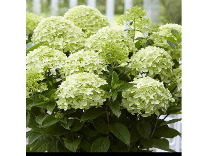 hydrangea paniculata Whitelight