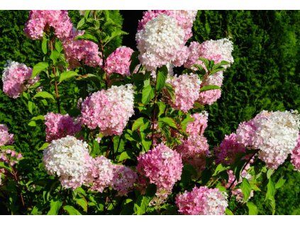Hydrangea paniculata Pinklight