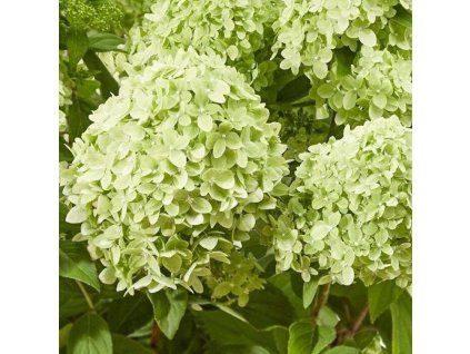 Hydrangea paniculata GreenLight