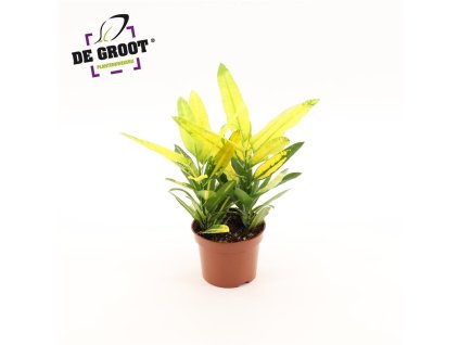 Codiaeum variegatum 'Sunny Star'