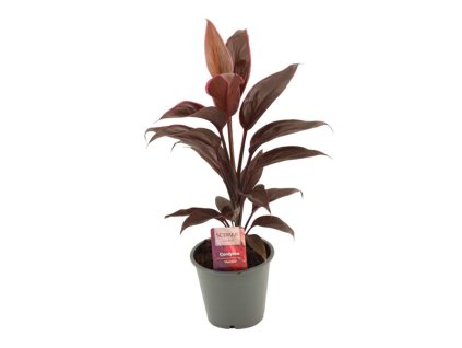 Cordyline frut. 'Mambo'