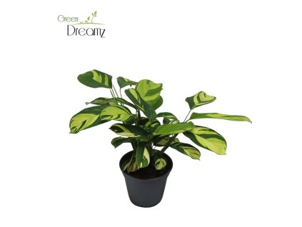 Ctenanthe 'Golden Mosaic'