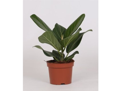 Ficus bengh. 'Audrey'