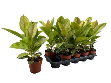 Ficus elastica 'Schrijveriana'