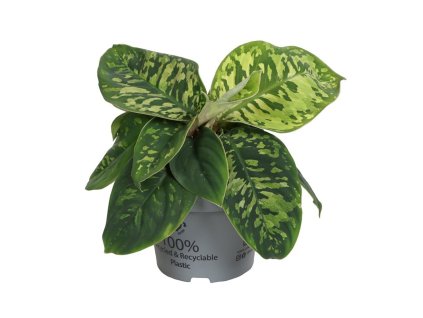 Homalomena wallisii 'Camouflage'