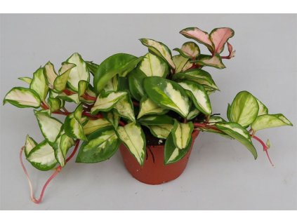 Hoya carnosa 'Tricolor'