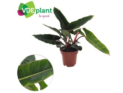 Philodendron billietiae