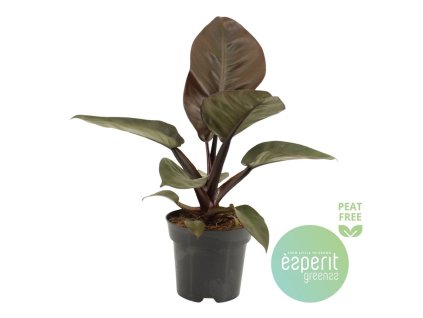 Philodendron 'Black Cardinal'