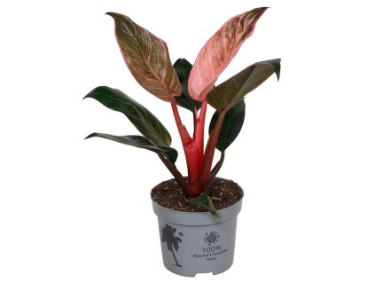 Philodendron 'Pink Bikini'