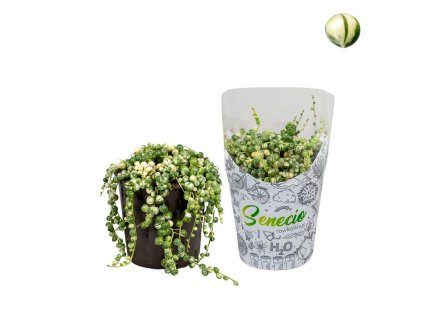 Senecio rowleyanus 'Variegata'