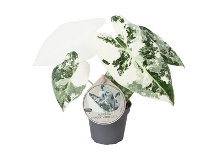 Alocasia mich. 'Frydek Variegata'