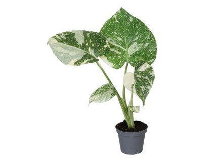 Monstera del. 'Thai Constellation'