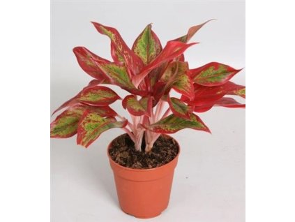 Aglaonema 'Crete Flame'