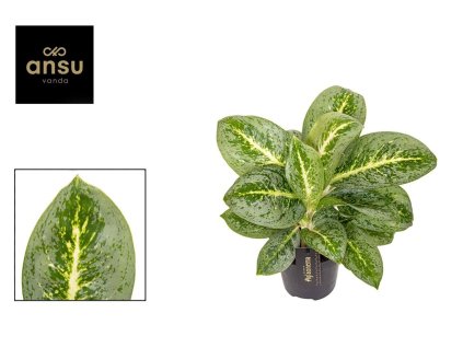 Aglaonema 'Lemon Mint'