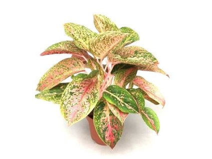 Aglaonema 'Prestige'