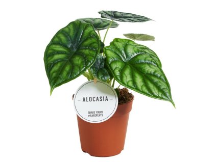 Alocasia 'Dragon Scale'