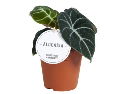 Alocasia 'Black Velvet'