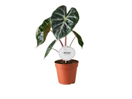 Alocasia 'Pink Dragon'