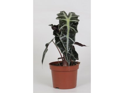 Alocasia 'Polly'