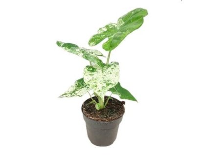 Alocasia macrorrhiza 'Splash'