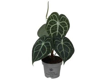 Anthurium clarinervium