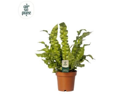 Asplenium nidus 'Crispy Wave'