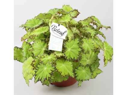 Begonia(Beleaf) 'Lima Love'