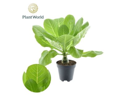 Brighamia insignis 'Hawaii Palm'