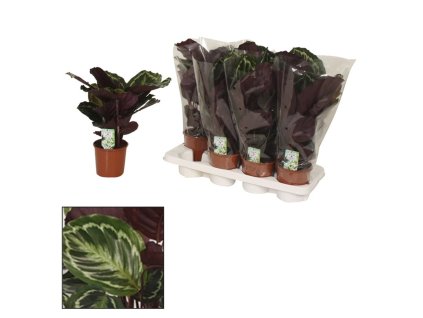 Calathea 'Medallion'