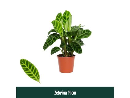 Calathea zebrina